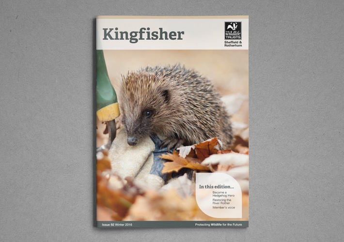 Kingfisher magazine design